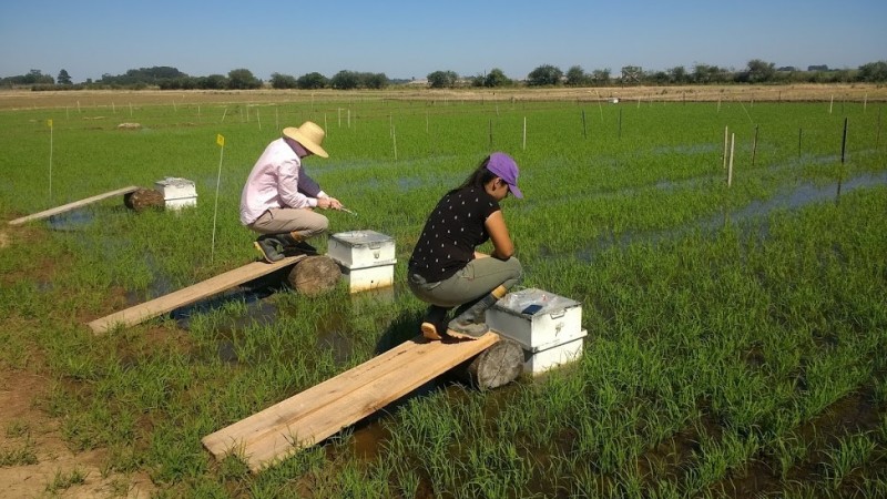 Fluxo de gases do efeito estufa no contexto da lavoura de arroz do RS